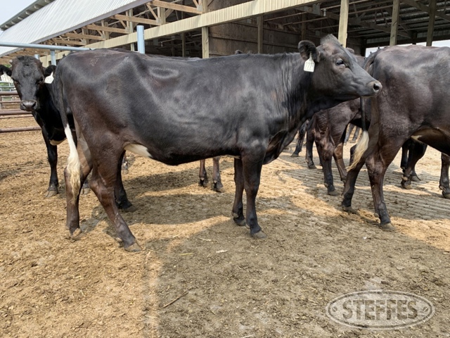 (12 Head) Holstein/Jersey crossbred heifers